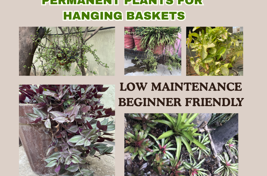 5 BEST PLANTS FOR HANGING BASKETS – PERMANENT & LOW-MAINTENANCE