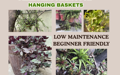5 BEST PLANTS FOR HANGING BASKETS – PERMANENT & LOW-MAINTENANCE