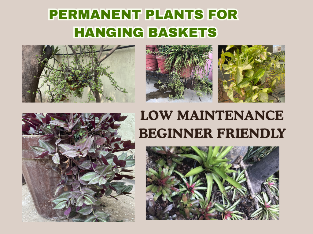 PERMANENT LOW MAINTENANCE PLANTS FOR HANGING BASKETS