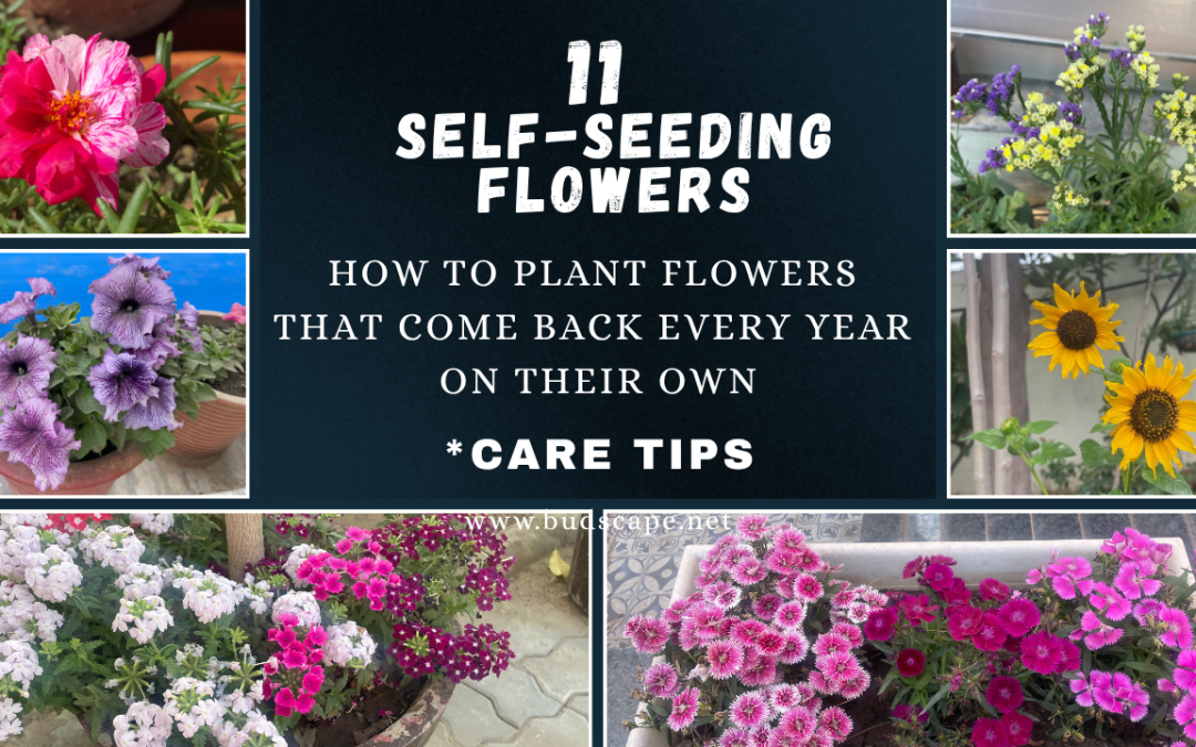 TOP 11 SELF-SEEDING FLOWERS; Grow once, they come back every year