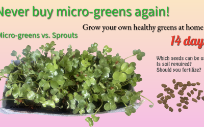 Never buy MICROGREENS again! All about growing HEALTHY GREENS at home.