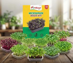 microgreens kit buy online india amazon BUY MICROGREENS SEEDS ONLINE IN INDIA